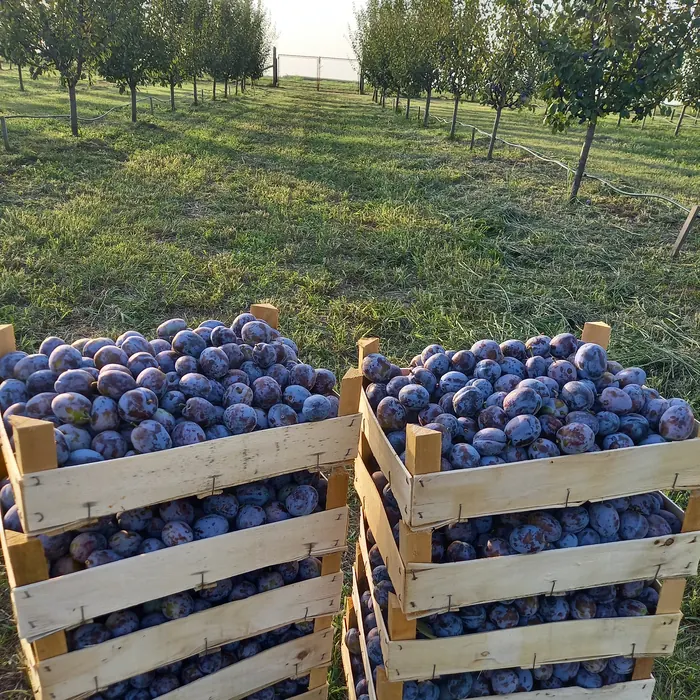 Gajbe pune šljiva u voćnjaku